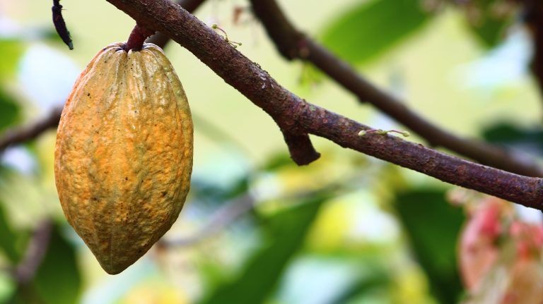 Farmforce Colombia Cocoa