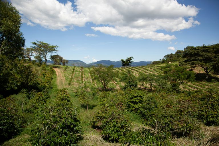 Agroforestry Farmforce