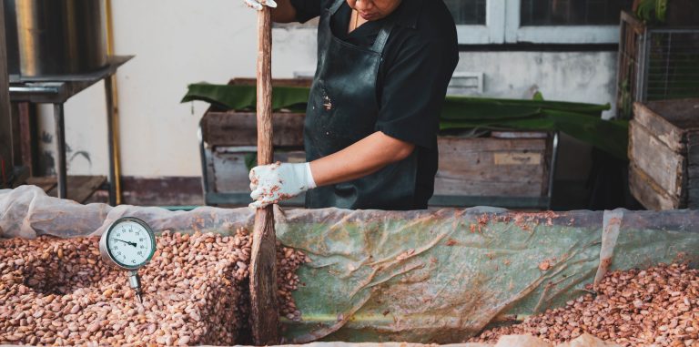 farmers,are,fermenting,cocoa,beans,to,make,chocolate.