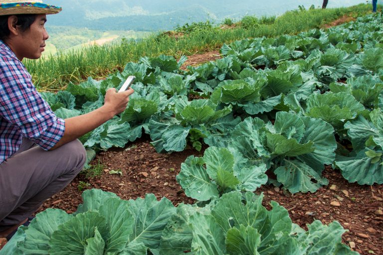 modern farmers and caring for vegetables using technology.